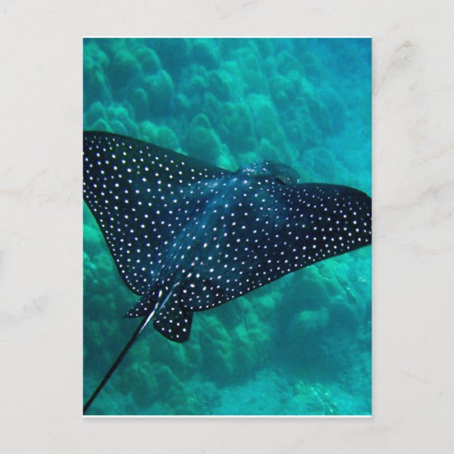 Cartão Postal Hawaii Spotted Eagle Ray (Frente)