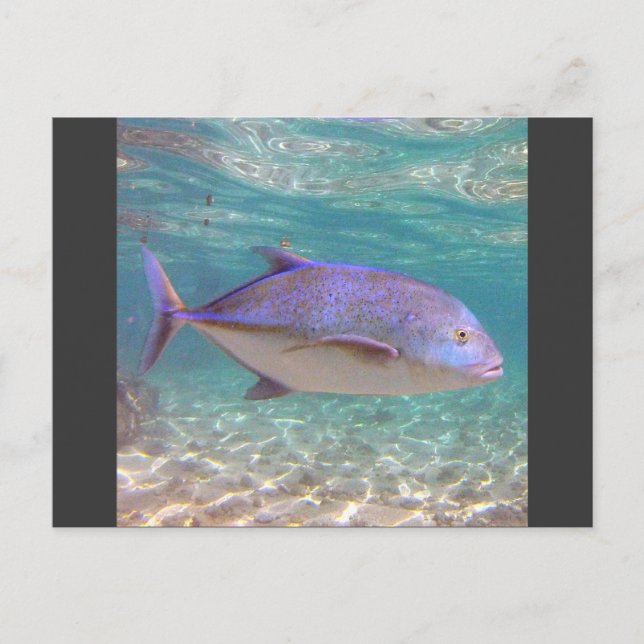 Cartão Postal Hawaii Trevally Fish (Frente)