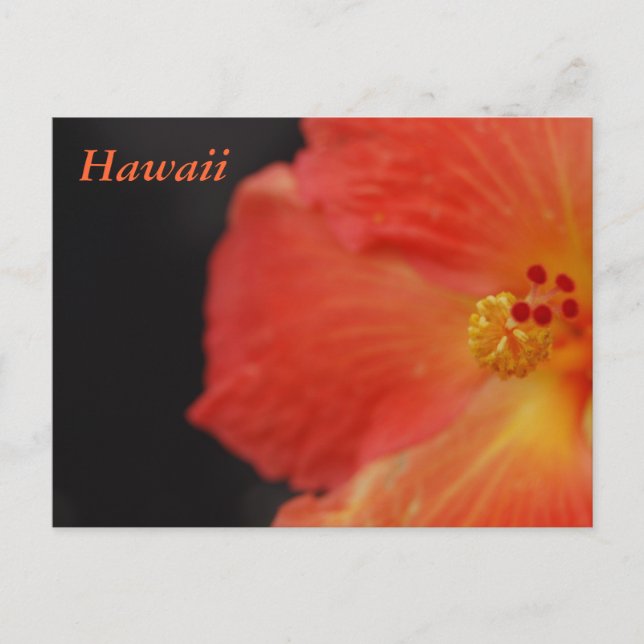 Cartão Postal Hawaii Tropical Flower (Frente)