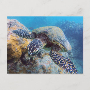 Cartão Postal Hawaii Turtle