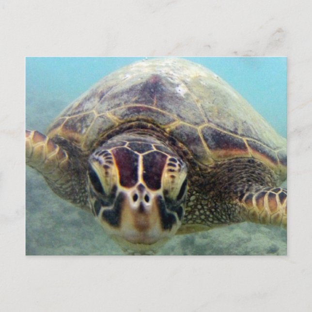 Cartão Postal Hawaii Turtle (Frente)