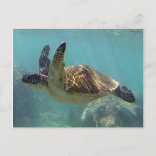 Cartão Postal Hawaii Turtle