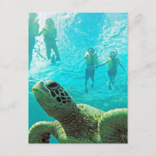 Cartão Postal Hawaii Turtle e Snorkelers