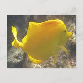 Cartão Postal Hawaii Yellow Tang Fish