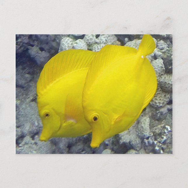Cartão Postal Hawaii Yellow Tang Fish (Frente)