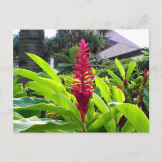 Cartão Postal Hawaiian Bloom