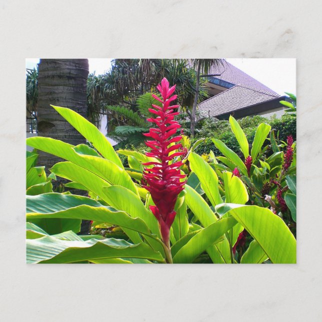 Cartão Postal Hawaiian Bloom (Frente)
