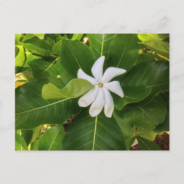 Cartão Postal Hawaiian Pikake Jasmine Blossom (Frente)