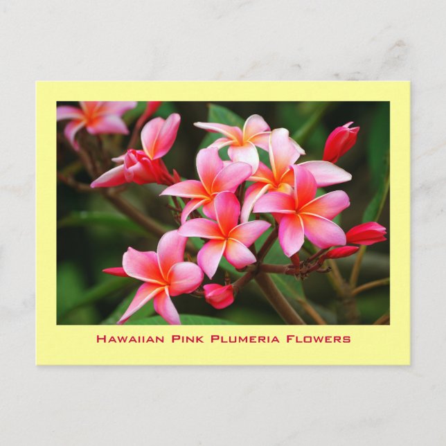 Cartão Postal Hawaiian Pink Plumeria Flowers, Maui (Frente)