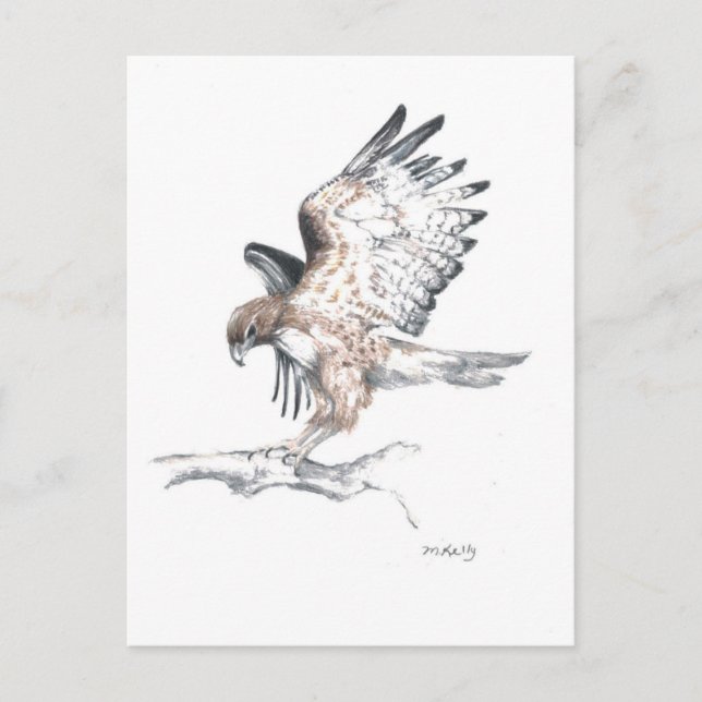 Cartão Postal Hawk (Frente)