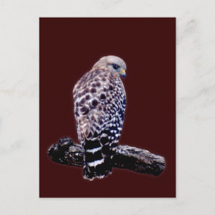 Cartão Postal Hawk de cauda curta