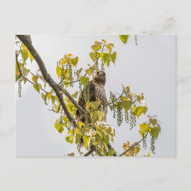 Cartão Postal Hawk E Corações (Frente)