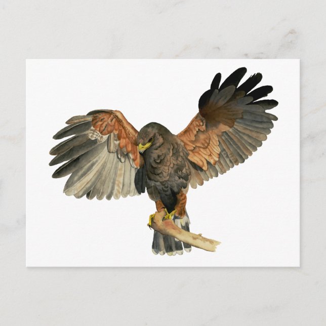 Cartão Postal Hawk Flapping Wings Watercolor Painting (Frente)