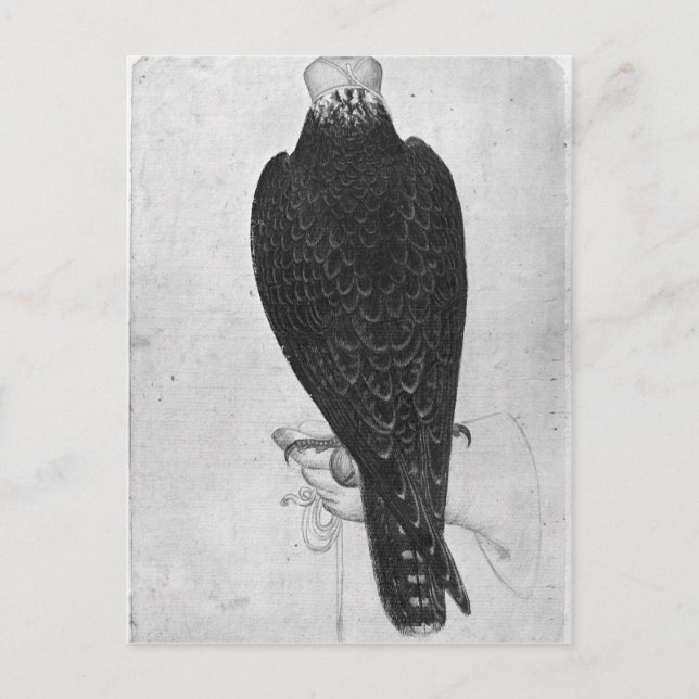 Cartão Postal Hawk na mão (Frente)