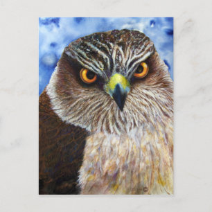 Cartão Postal Hawkeyes