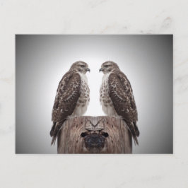Cartão Postal Hawks em um posto