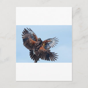 Cartão Postal Hawks lutam pelo controle do céu