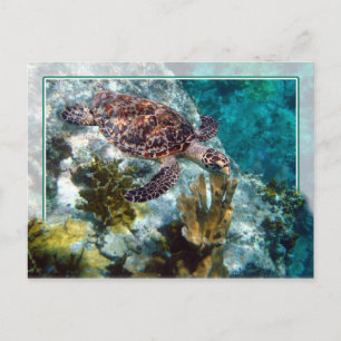 Cartão Postal Hawksbill Sea Turtle, Ilhas Virgens dos EUA