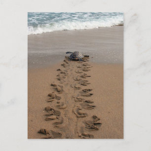 Cartão postal Hawksbill Turtle Trek
