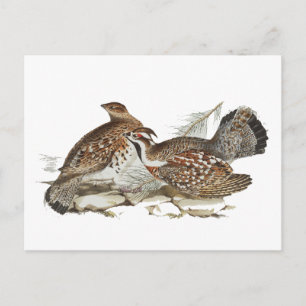 Cartão Postal Hazel Grouse
