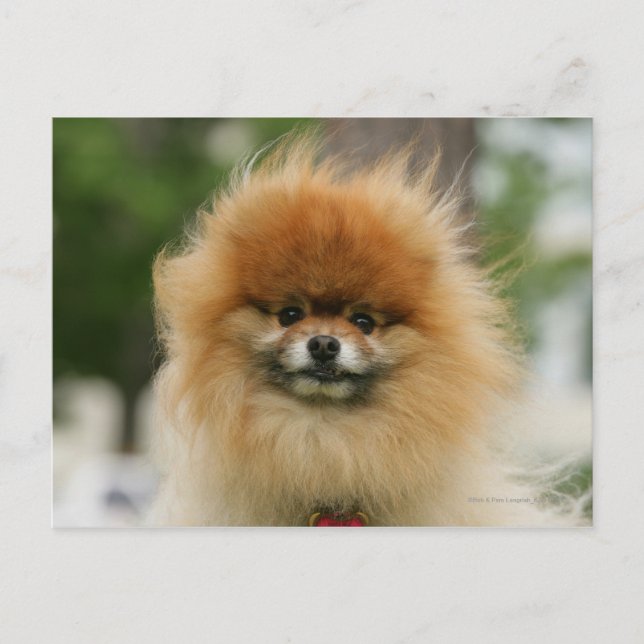 Cartão Postal Headshot de Pomeranian que olha a câmera (Frente)