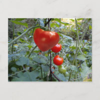 Heart Tomato Summer em New Hampshire Postcard