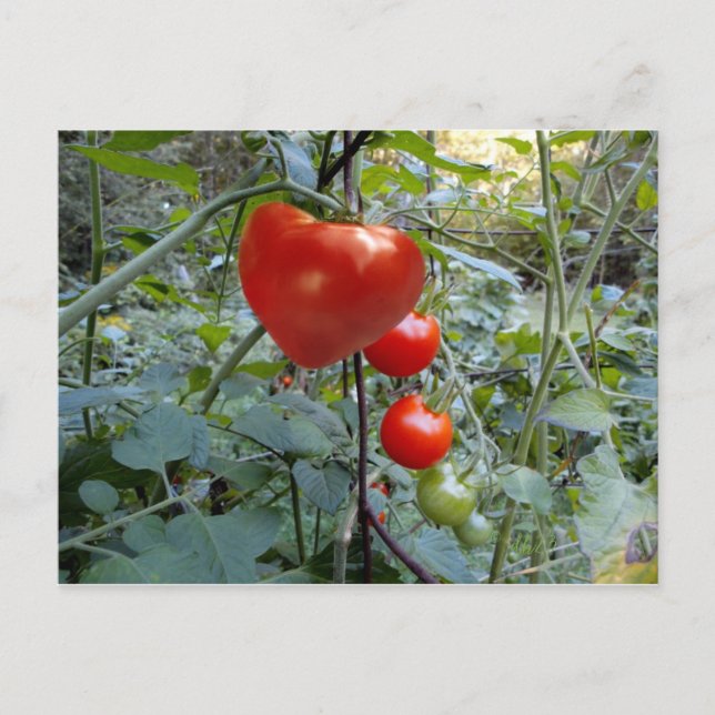 Cartão Postal Heart Tomato Summer em New Hampshire Postcard (Frente)