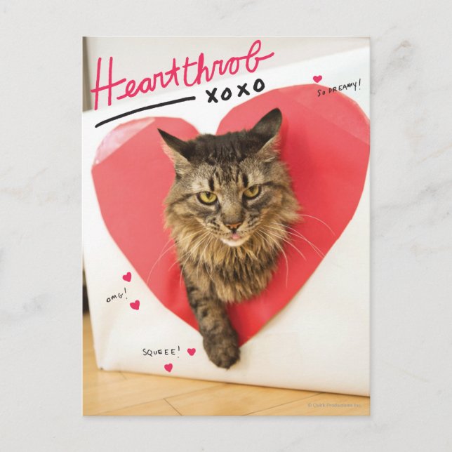 Cartão Postal Heartthrob Cat (Frente)