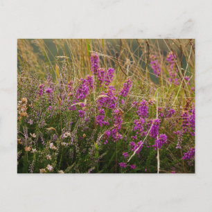 Cartão postal Heather