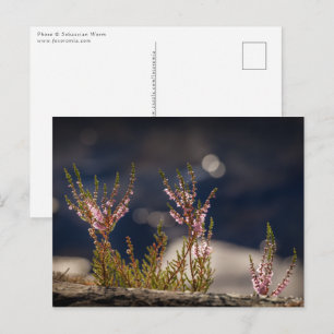 Cartão Postal Heather comum