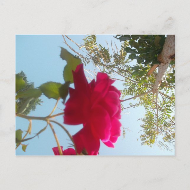 Cartão Postal Heavenly Bloom: Um Rosa Contra o Céu (Frente)