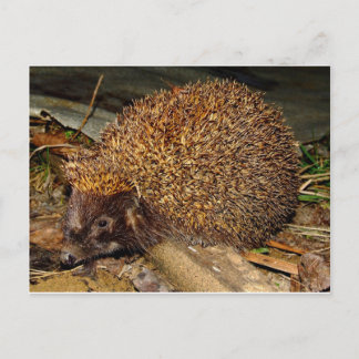 Cartão Postal Hedgehog