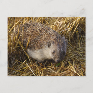 Cartão Postal Hedgehog