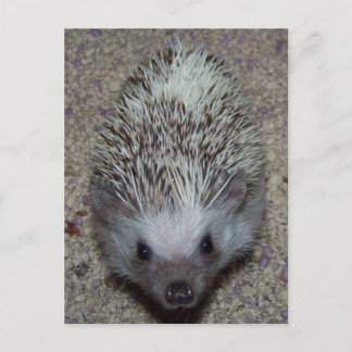 Cartão Postal Hedgehog