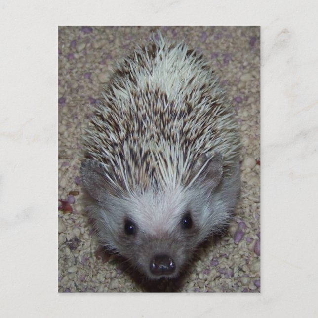 Cartão Postal Hedgehog (Frente)