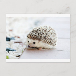 Cartão Postal Hedgehog