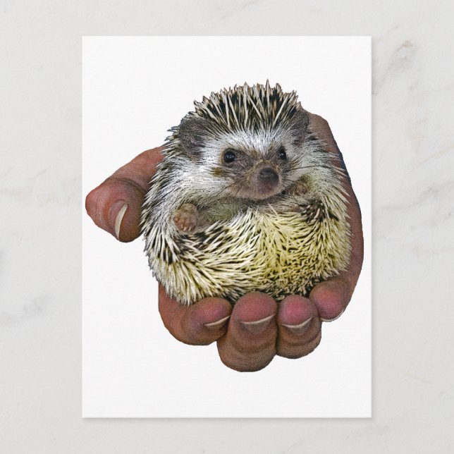 Cartão Postal Hedgehog (Frente)
