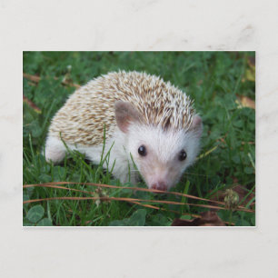 Cartão Postal Hedgehog