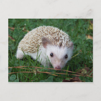 Cartão Postal Hedgehog