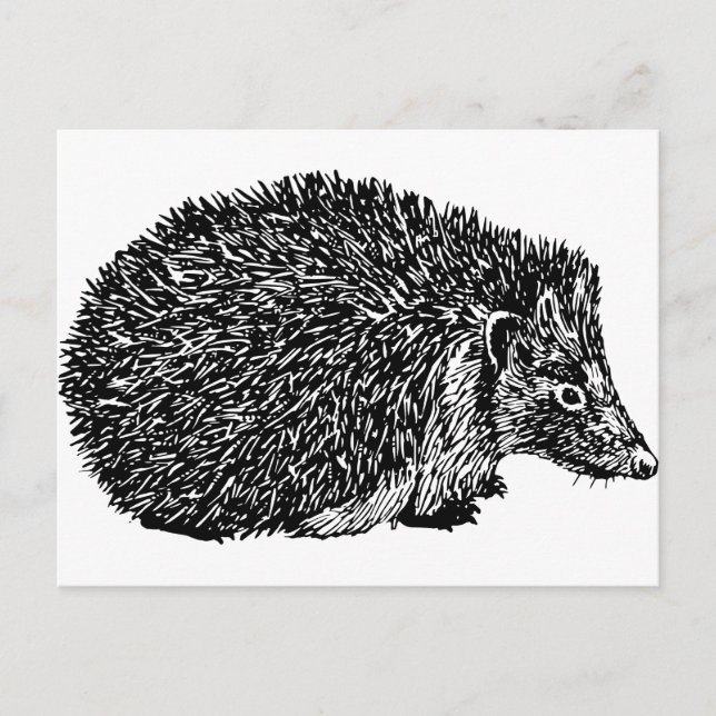 Cartão Postal Hedgehog (Frente)
