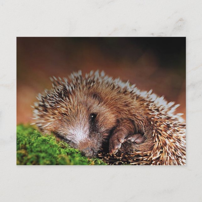 CARTÃO POSTAL HEDGEHOG (Frente)
