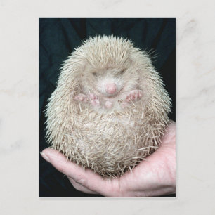 Cartão Postal Hedgehog