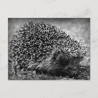Cartão Postal Hedgehog