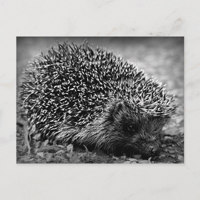 Cartão Postal Hedgehog (Frente)