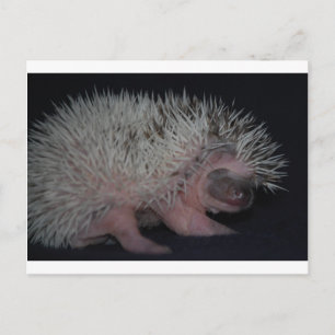 Cartão Postal Hedgehog Baby