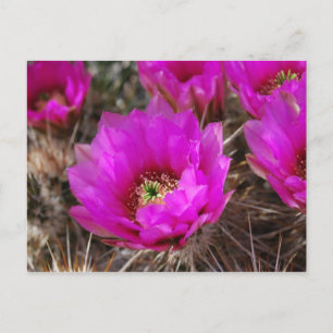 Cartão Postal Hedgehog Cactus