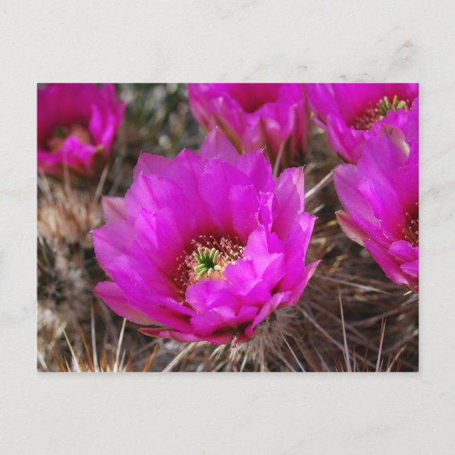 Cartão Postal Hedgehog Cactus (Frente)