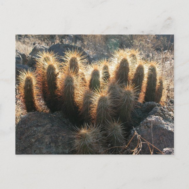 Cartão Postal Hedgehog cactus no habitat do deserto (Frente)