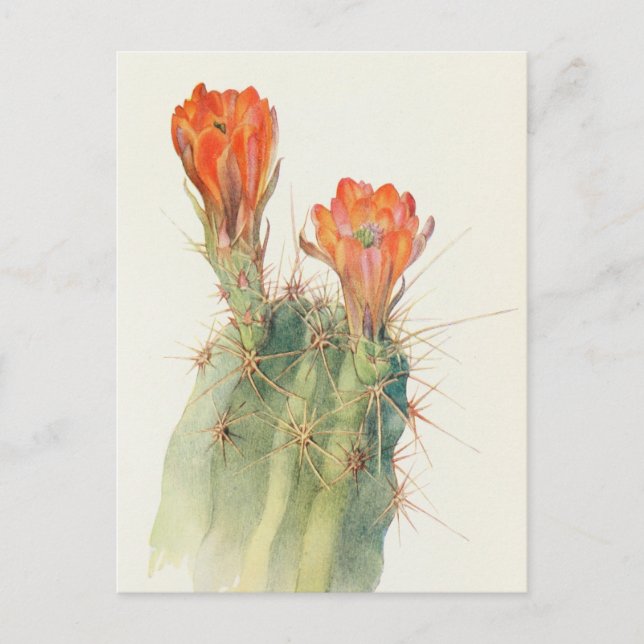 Cartão Postal Hedgehog Cactus por Margaret Armstrong (Frente)
