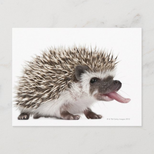 Cartão Postal Hedgehog de quatro dedos - Atelerix albiventris (Frente)